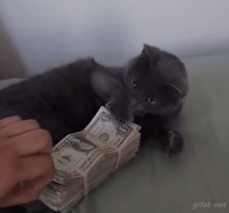 Cat holding a large sum of money swatting away a humans hand