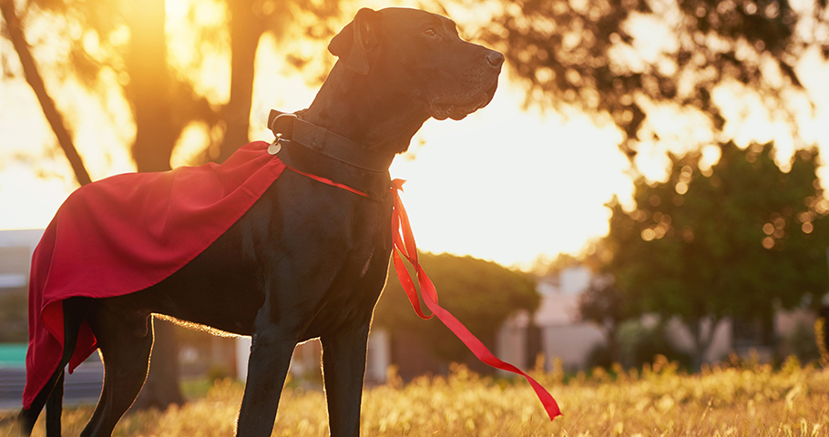 Enterprise Solutions that Drive Loyalty to the Rescue